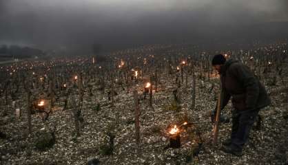 Vin: la France va connaître sa plus petite récolte depuis 1945 