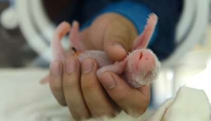 Chine: un panda donne naissance à des jumeaux à l'âge record de 23 ans