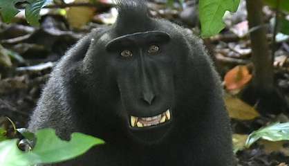 Le photographe détient les droits du selfie de macaque