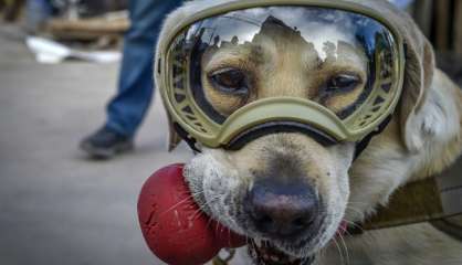 Frida, la chienne héroïque qui a conquis le Mexique après le séisme