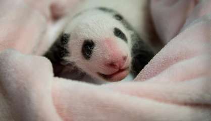 Le bébé panda de Beauval fête son premier mois en dépassant le kilo