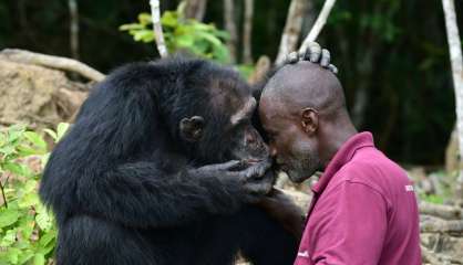 En Côte d'Ivoire, Ponso, dernier survivant de l'île aux chimpanzés