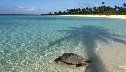 L'île tahitienne de Brando: quand luxe et écologie font cause commune