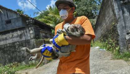 A Bali, ils bravent le danger pour sauver des animaux menacés par un volcan