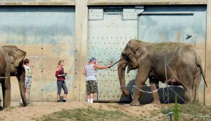 Animaux en captivité: les cirques dénoncent une 