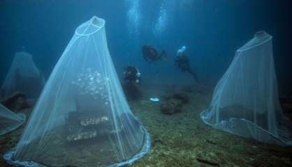 Des nurseries sous l'eau pour 