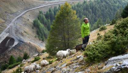 Des défenseurs du loup gardent des brebis pour briser le tabou