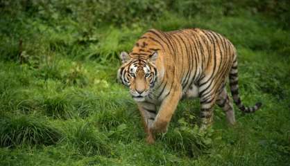 Un braconnier reconverti en garde forestier au secours des derniers tigres de Chine