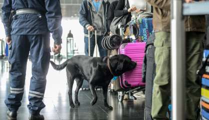 Blanchiment d'argent: des chiens renifleurs de billets pour aider les douaniers