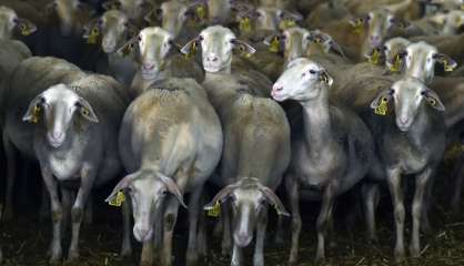 Aveyron: les éleveurs de brebis exaspérés par le loup  