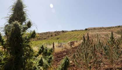 Au Liban, quand la vigne supplante le cannabis