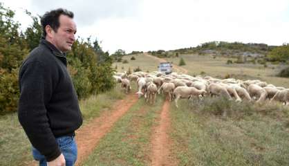 Aveyron: les éleveurs de brebis exaspérés par le loup  