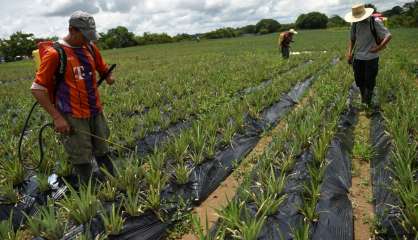 Des armes aux ananas: la nouvelle vie d'ex-guérilleros en Colombie