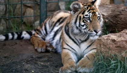 Paris: un tigre abattu par le personnel du cirque duquel il s'était échappé