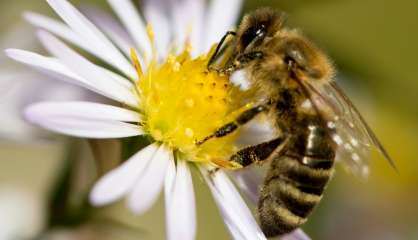 Abeilles: deux nouveaux pesticides sur la sellette devant la justice 