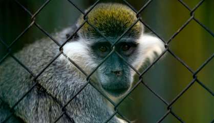 Au Caire, le plus vieux zoo d'Afrique fait grise mine