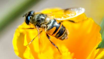 Abeilles: la vente en France des pesticides Closer et Transform suspendue en justice