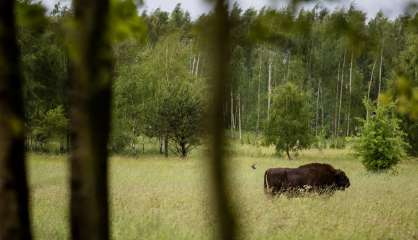 Forêt de Bialowieza: 100.000 euros d'astreinte par jour si Varsovie ne cesse pas l'abattage