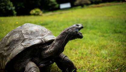 A Sainte-Hélène, Jonathan la tortue, 185 ans au moins, apôtre de la lenteur 