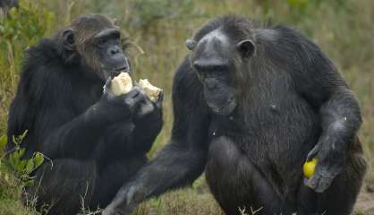 Les chimpanzés capables d'évaluer un danger et d'en avertir leurs congénères