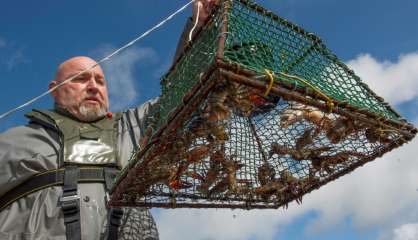 Contre les espèces exotiques envahissantes, la lutte s'organise