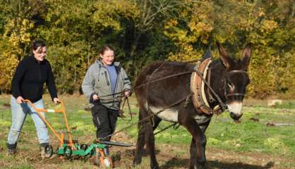 Dans le Lot-et-Garonne, pas de bonnet d'âne à l'école des bourricots