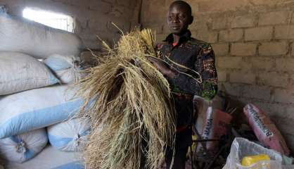 Revenus du rêve européen, des Sénégalais misent sur la culture du riz ou des légumes 