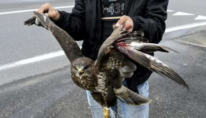 L'Albanie perd son aigle