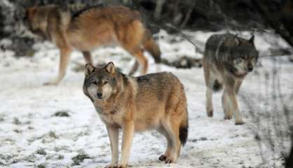 Réunion mardi sur le plan loup: boycott des éleveurs