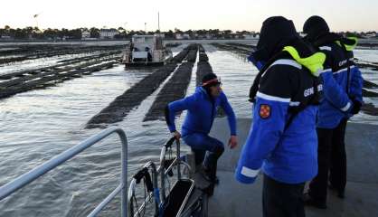 En Charente-Maritime, les huîtres surveillées comme des trésors