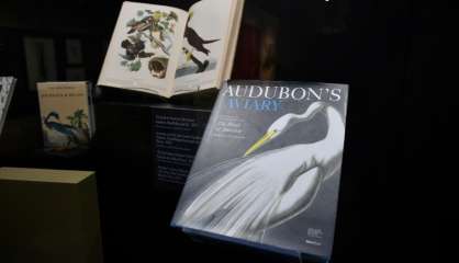 Les dessins oubliés du naturaliste Audubon dévoilés à La Rochelle