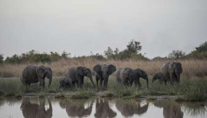 Au Bénin, le parc de la Pendjari se rêve en sanctuaire pour les éléphants d'Afrique de l'Ouest