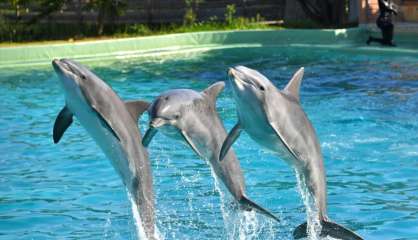 La reproduction des dauphins en captivité peut continuer, colère des ONG