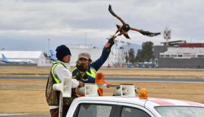 Sur l'aéroport de Mexico, des faucons pèlerins veillent à la sécurité des vols