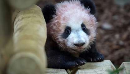 A Beauval, première sortie publique du bébé panda, devant des visiteurs conquis
