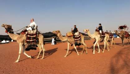 Dans un concours saoudien de chameaux, la beauté sans botox