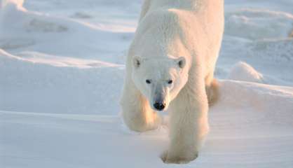 Réchauffement: vers l'extinction des ours polaires d'ici 2100, prévienbt une étude