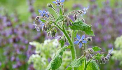 La fleur comestible 