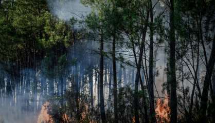 Premiers feux de l'été: plus de 500 hectares de forêt ravagés en Gironde et Loiret