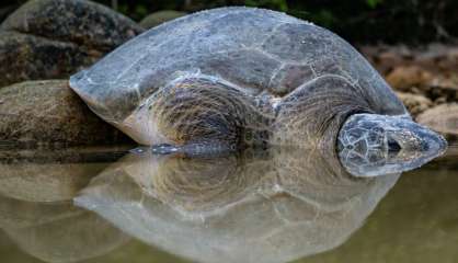 Un pilleur de nids devenu protecteur des tortues en Malaisie