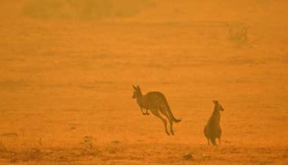 Australie: trois milliards d'animaux tués ou déplacés par les feux de 2019-2020