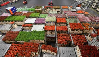 Dans un marché ultra-mondialisé, la fleur veut se relocaliser chez elle