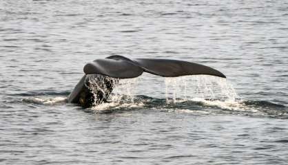 Alerte rouge pour les lémuriens, le grand hamster ou la baleine franche 