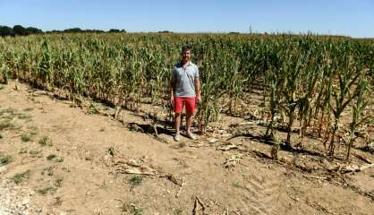 Dans la canicule des champs du Loiret, l'avenir est incertain