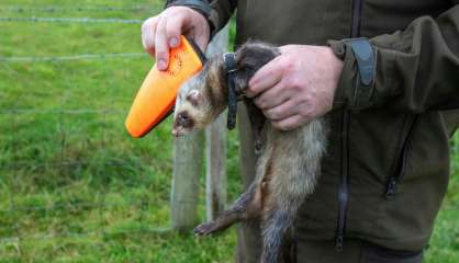 Avec furets et filets, un Irlandais perpétue la tradition de la chasse au lapin