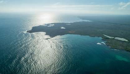 Trente nouvelles espèces marines découvertes aux Galapagos