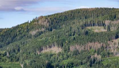 Dans les Vosges, sécheresses et autres calamités successives menacent la forêt