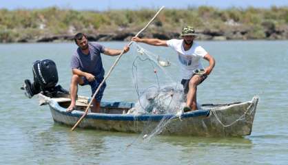 Le crabe bleu, bête noire des pêcheurs albanais  