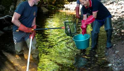 Alerte à la sécheresse dans les Vosges: le déménagement forcé de poissons en manque d'eau