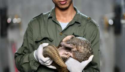 Le Vietnam durcit la lutte contre le trafic de pangolins